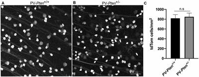 PTEN Expression Regulates Gap Junction Connectivity in the Retina